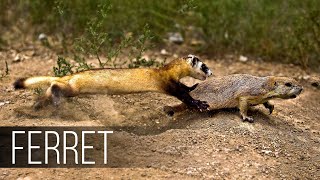 FERRET in Action Facts about Fast and agile Ferret terrifies snakes rabbits and squirrels [upl. by Lyrehc]