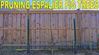 How To Pruning Espalier Fig Trees First Year COMPLETE GUIDE [upl. by Ahteres837]