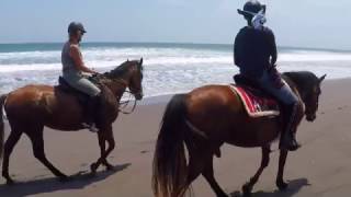 Horses  Las Olas Beach 154 [upl. by Ahsaz]