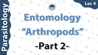 Parasitology  Entomology quotArthropodsquot Introduction Lec4  part 2  Dr Amro Ashraf [upl. by Westney549]