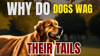 Why Do Dogs Wag Their Tails Find Out Here  The Canine Kingdom🐾🦴🐶 DogBehavior TailWagging [upl. by Nagaek]