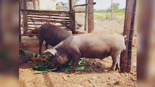 1 FEIRA DE PORCO EM CARUARU PE 07022019 [upl. by Dunseath]