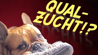 Qualzucht französische Bulldogge [upl. by Bechler]