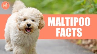 Maltipoo Dog Breed Top 10 Amazing Facts [upl. by Areis]