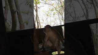 Black Monkey wlds Forest monkeybehavior monkylifeinnatural animals monkeydiet monkeylife [upl. by Ahtekahs]