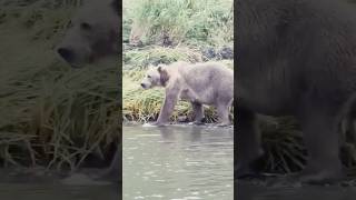 Huge Kodiak Bear w Cubs at Karluk River AK shorts [upl. by Ellezaj]