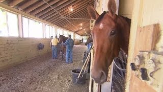 Shoechanging champions at Belmont Park [upl. by Crowns]