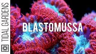 A secret crush on Blastomussa Pineapple Corals [upl. by Ettedanreb450]