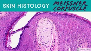 Skin Histology Meissner Corpuscle tactile corpuscle [upl. by Hurless]