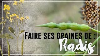 🌿Permaculture  Faire ses graines de radis [upl. by Nair]