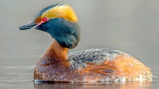 Horned grebe Podiceps auritus sound  call and song [upl. by Salchunas]