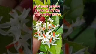 shortviralvideo  harsingar plant ka phool SonuSharma gardening [upl. by Leonore]