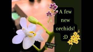 a few new orchids D [upl. by Araht]