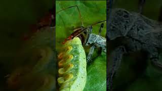 Killer Assassin Bug vs Caterpillar insect [upl. by Manard977]