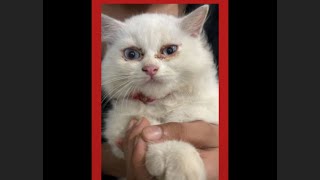 Treatment for cat 🐈 eye 👁️ infection 🔥🔥 [upl. by Wester]