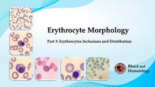 Erythrocyte morphology  part 3 Erythrocytes Inclusions and Distribution [upl. by Tonye]