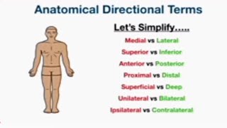 Anatomical Directional Termsanatomical positiondirectional termsProximal and distal [upl. by Ellesor985]