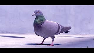 Emmit Fenn  Who Dat Official Pigeon Music Video [upl. by Assen]