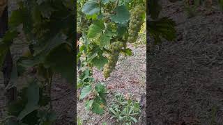 Vendemmia moscato dAsti 2024 [upl. by Hesther920]