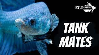 Top 10 Tank Mates For Bettas [upl. by Etnud62]