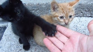 Kittens live under a concrete slab [upl. by Estis]