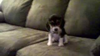 Maggie the Beagle at 7 weeks [upl. by Brandyn]