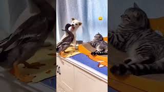 Funny Cat Voice cat catvideos funnyanimal shortsfeed animals comedy catvoice animalvideos [upl. by Elleahcim]