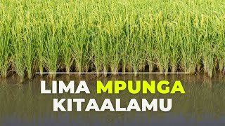 LIMA MPUNGA KITAALAM KILIMO CHA MPUNGA [upl. by Ratep]