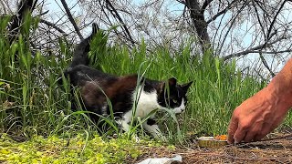 A lonely stray and very hungry kitten meowed loudly on the edge of the road [upl. by Darum800]