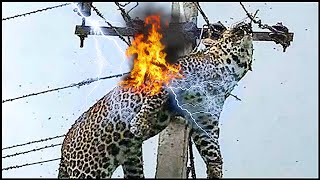 NEW 8 Animals Getting Electric Shock⚡ Animals Getting Electrocuted  Animal Gets Electric Shock [upl. by Nairred]