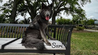 7mo Blue Bay Shepherd Suri Urban K9  Best Fog Trainers in Florida [upl. by Mathew808]