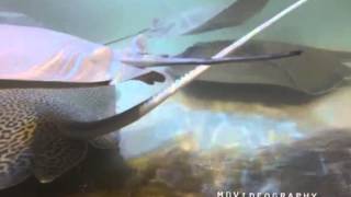 When Stingrays attack Go Pro [upl. by Billy]