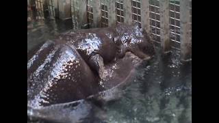 Pygmy Hippos at Bristol Zoo [upl. by Woodson]