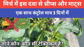 How to control thrips and mites in Chilli with best pesticide insecticide thrips mites leafcurl [upl. by Helaina]