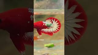 FCCP betta fish [upl. by Guglielmo941]