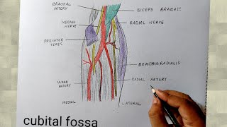 cubital fossa diagram drawing I human anatomy diagram [upl. by Sialac]