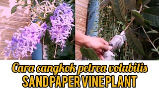 cara cangkok petrea volubilis sand paper vine plant propagation [upl. by Maudie582]