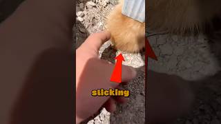 Animal Stuck In Drainage Is Rescued 😱 [upl. by Amie]