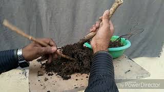 Repotting a Grewia Asiatica Falsa tree [upl. by Orgel]