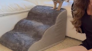 Vfrog Dog Stairs for Small Dogs H 3 Step Dog Ramp Stair for Couch Sofa and Chair Review [upl. by Barimah143]