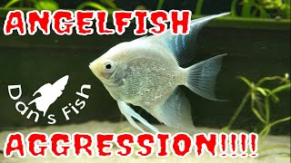 Angelfish Aggression [upl. by Holly283]