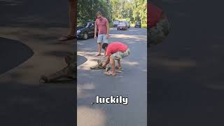 Sloth Stranded on Busy Road 💀 [upl. by Assili]