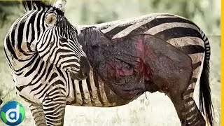 A luta da Zebra pela sobrevivência na África Selvagem [upl. by Ellenrahs]