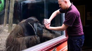 The Orangutan want to see the magic trick ❤️ Funniest Animal Videos [upl. by Animahs117]