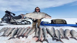 4 Days Camping amp Fishing on Arctic Ocean  GIANT Sheefish Catch amp Cook Alaska Adventure [upl. by Ayekan747]