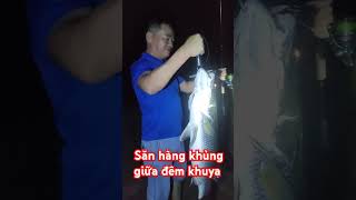 Săn hàng khủng giữa đêm khuya Lure cá chẽm fishing shopđồcâu75 [upl. by Eiramyelhsa]