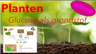 Planten 3 Glucose als grondstof fotosynthese verbranding assimilatie [upl. by Ileane729]