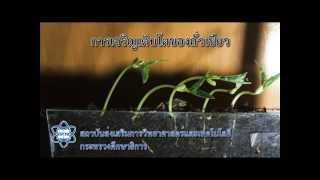 การเจริญเติบโตของถั่วเขียว Seedling growth [upl. by Andrea]