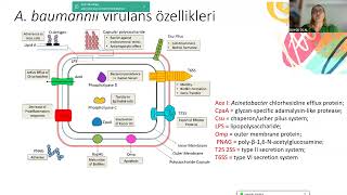 KLİMUD ADSİde Ayın Konuğu Acinetobacter baumanii ve Stenotrophomonas maltophilia [upl. by Zubkoff]