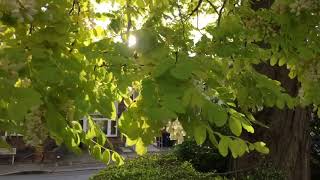 Magnificent Robinia Pseudo Acacia ‘Frisia’ [upl. by Chadd]